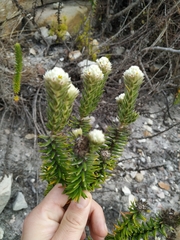 Phylica strigosa strigosa