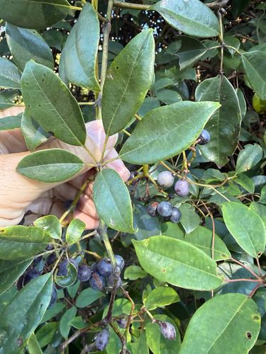 Five-Leaved Water Vine (Apocissus hypoglauca)