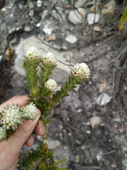 Phylica strigosa strigosa