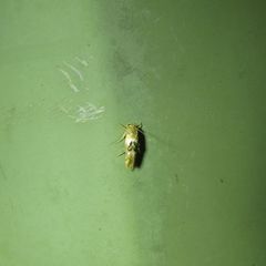 Hieromantis ephodophora