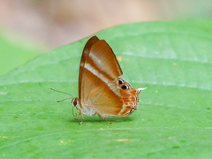 Abisara savitri