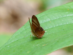Abisara savitri