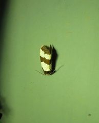 Micrapatetis orthozona