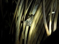 Catephia linteola
