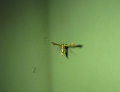 Nippoptilia cinctipedalis