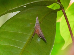 Oxyodes scrobiculata