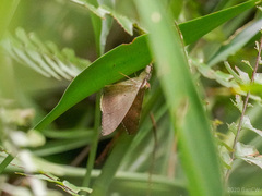 Oxyodes scrobiculata