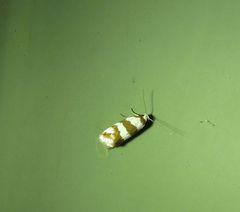 Prepocosma schalidota