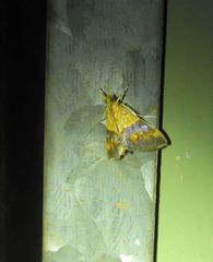 Tetracona amathealis