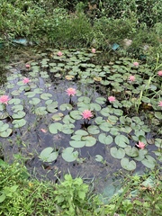 Nymphaea rubra