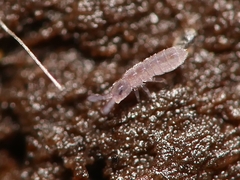 Parisotoma notabilis