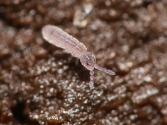 Parisotoma notabilis