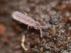 Parisotoma notabilis