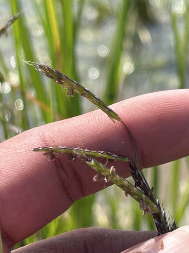 Pleuropogon californicus, 2026-04-08