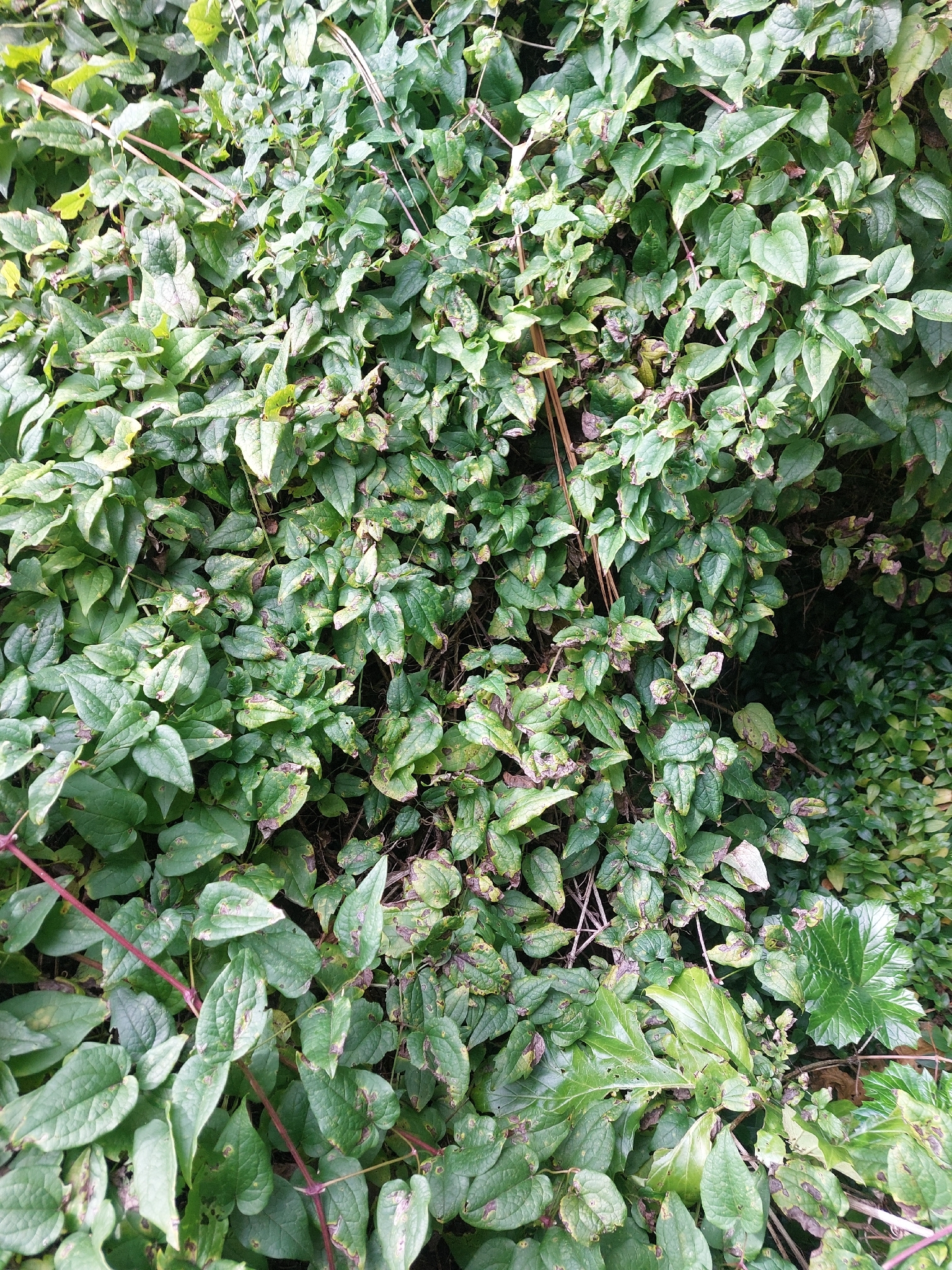 Old Man's Beard (Clematis vitalba)