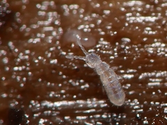 Parisotoma notabilis