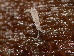 Parisotoma notabilis