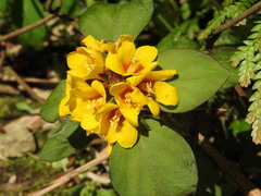 Creeping Jenny (Lysimachia congestiflora)