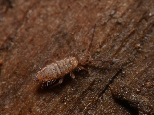 Entomobrya multifasciata, photo 10 of 10