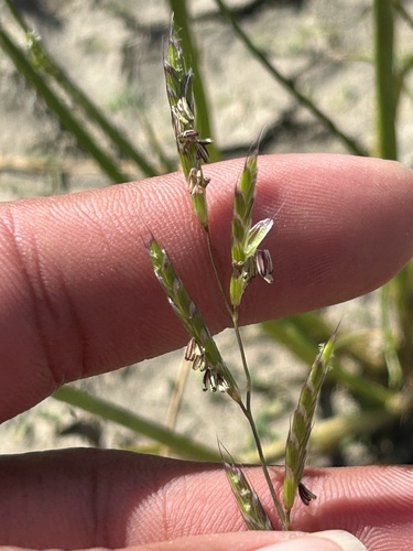 Pleuropogon californicus, 2026-04-08