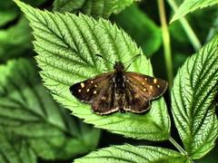 Butleria bissexguttatus