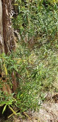 Veronica stenophylla