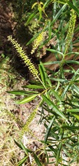 Veronica stenophylla
