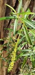 Veronica stenophylla