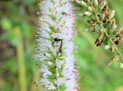 Stephanorhynchus lawsoni