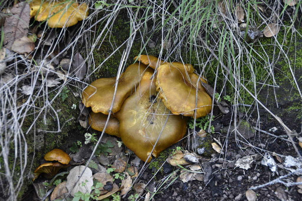 Omphalotus olivascens · January 2026 · photo: © figwasp_ (iNaturalist, cc-by)