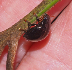 Paropsisterna rufipes