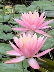 Nymphaea rubra