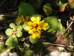 Lysimachia congestiflora, photograph (c) Alexis López Hernández, some rights reserved (CC BY)