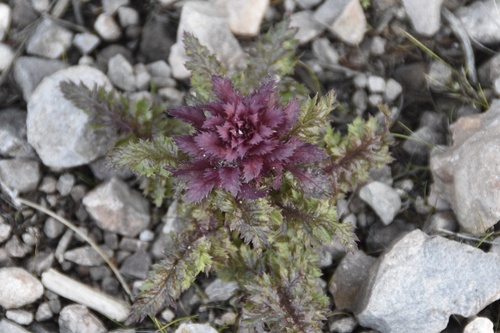 Warrior's Plume (Pedicularis densiflora)