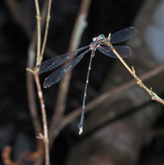 Episynlestes cristatus