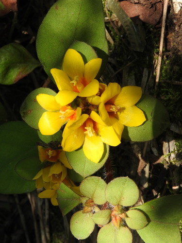 Lysimachia congestiflora, photograph 6