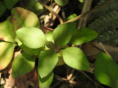 Lysimachia congestiflora, photograph (c) Alexis López Hernández, some rights reserved (CC BY)