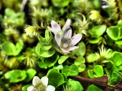 Lysimachia buxifolia