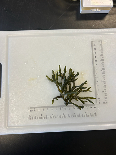 Codium decorticatum observed 2026-04-02
