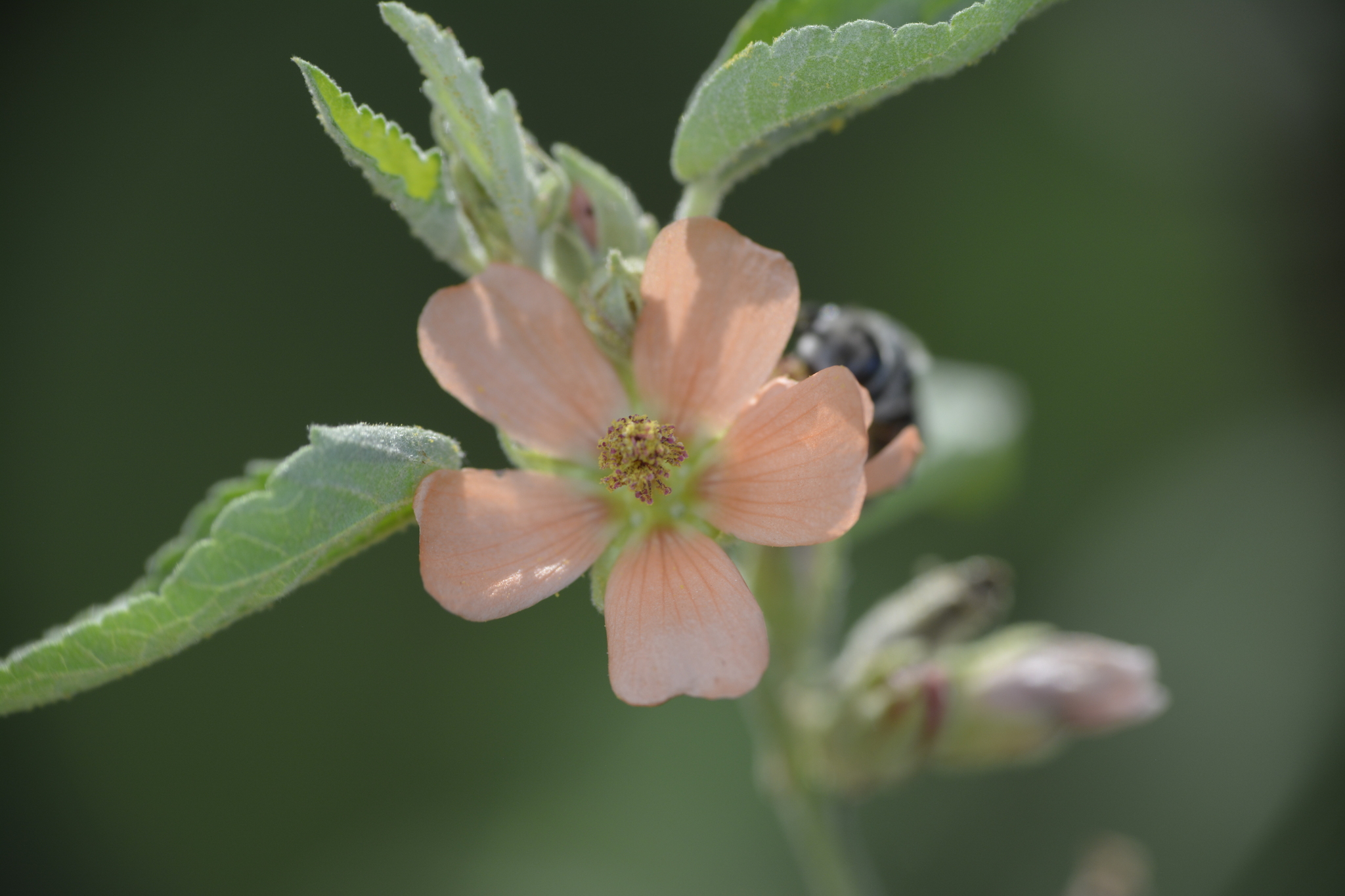 Sphaeralcea Bonariensis (Sphaeralcea bonariensis)
