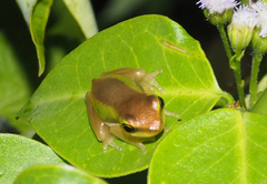 Litoria fallax