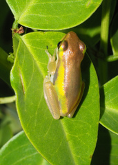 Litoria fallax