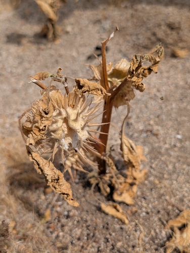 Desert Thorn-Apple (Datura discolor)