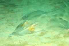 Aptychotrema rostrata