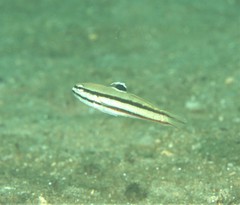 Valenciennea helsdingenii