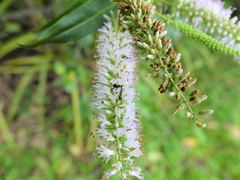 Stephanorhynchus lawsoni