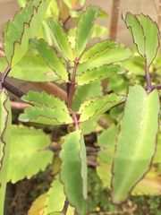 Kalanchoe pinnata
