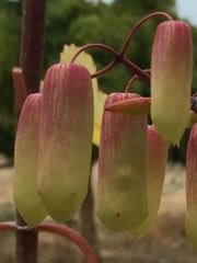 Kalanchoe pinnata