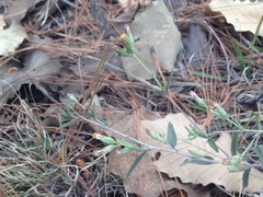 Brickellia oliganthes