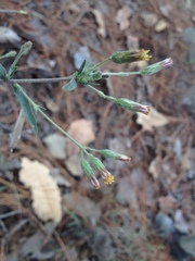 Brickellia oliganthes